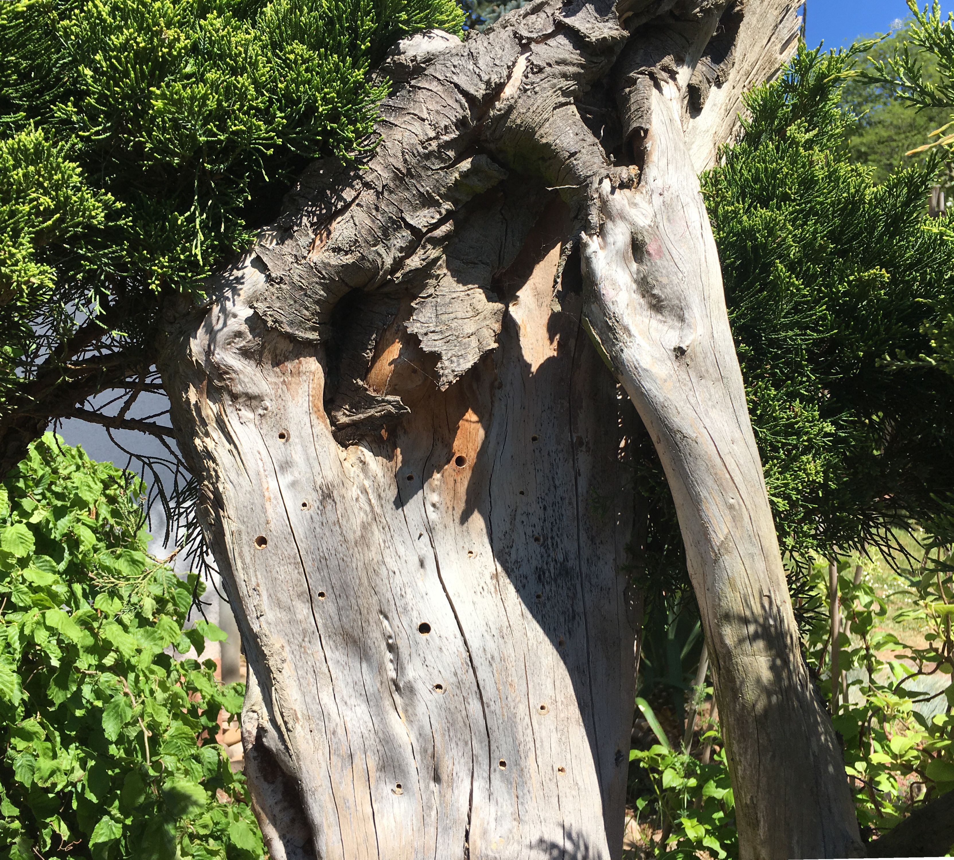 2018-05-06 Wurzelhotel im Pudelbusch6 (1)