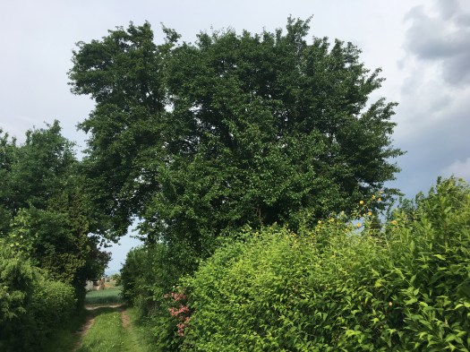 Sch-P3 Baumpatenschaft