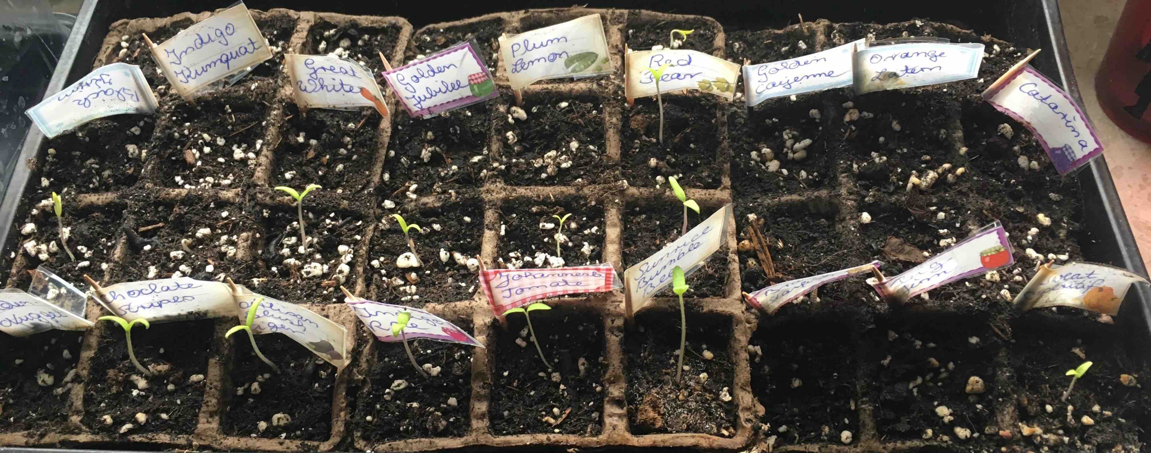 2019-01-28 Tomaten+Chilis