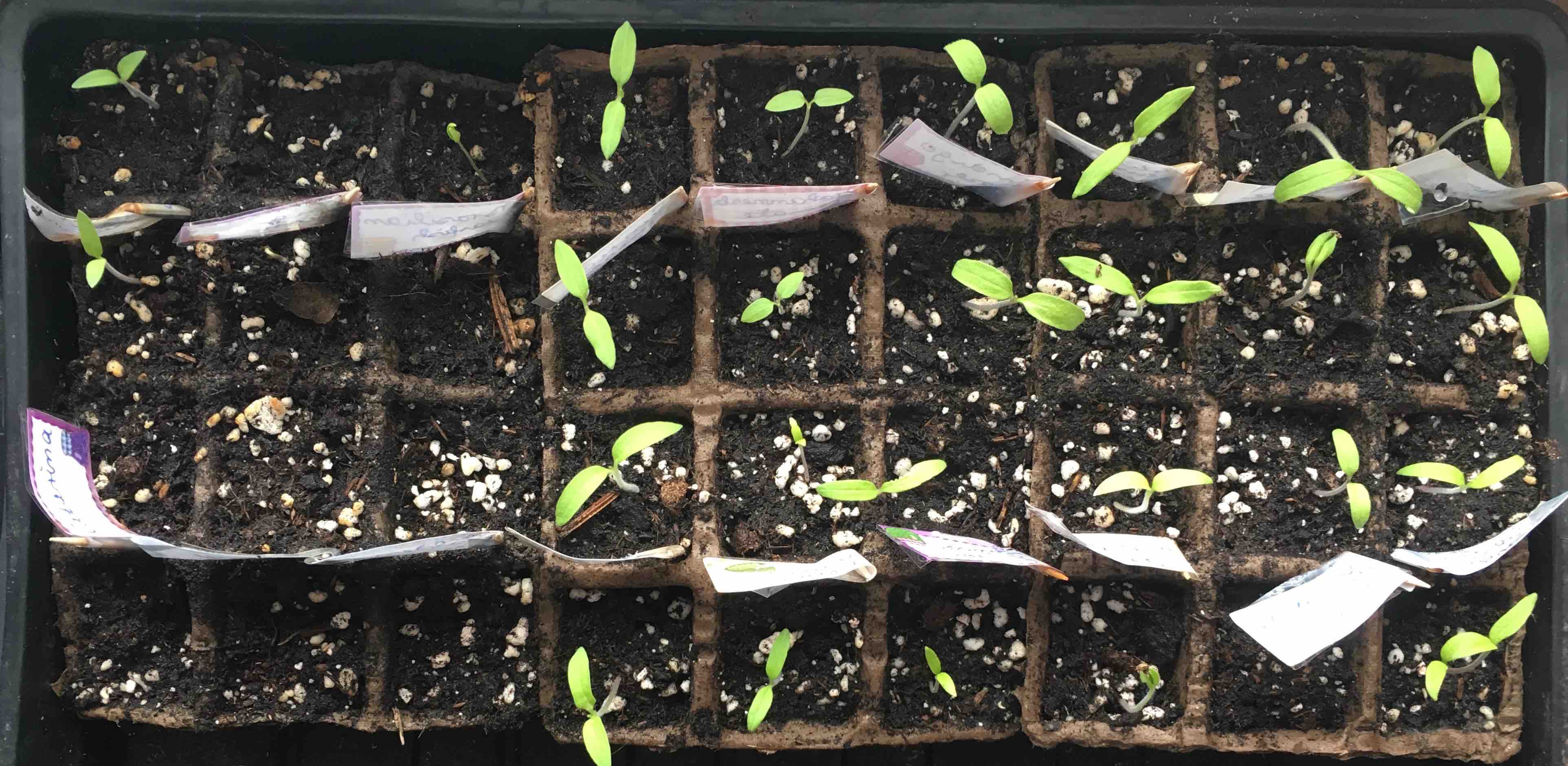 2019-02-02 Tomaten+Chilis