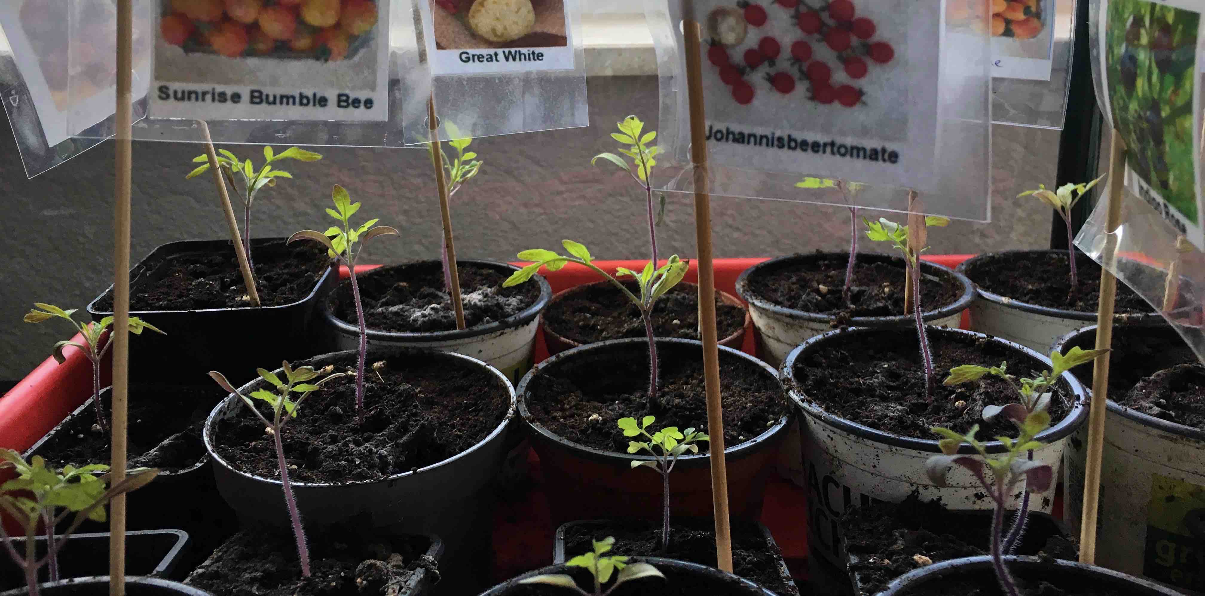 2019-04-12_Gemüsevielfalt