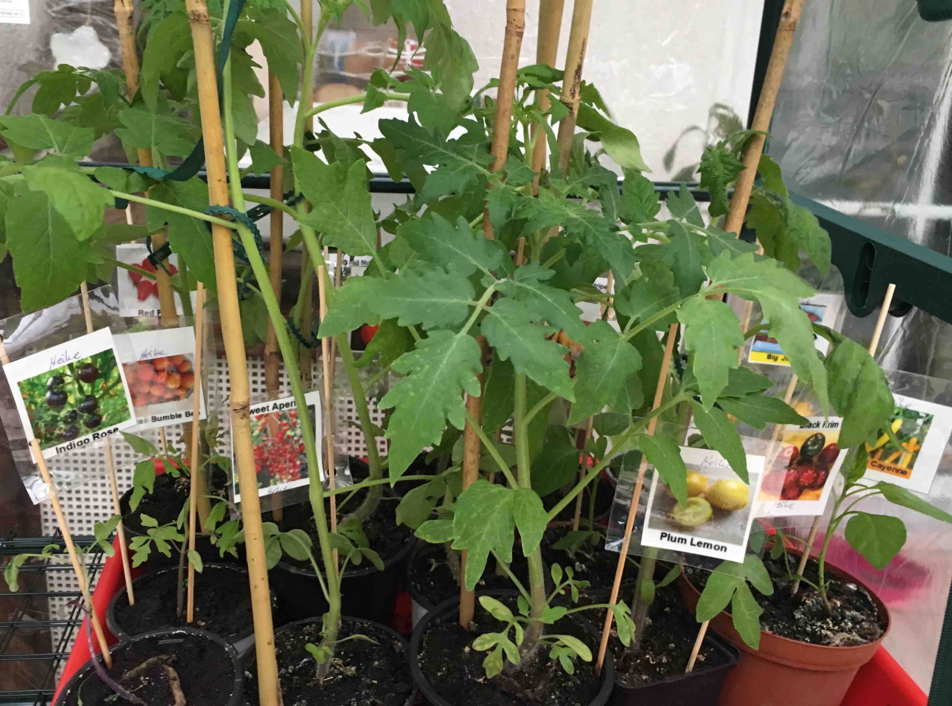 2019-05-05 Gemüsevielfalt