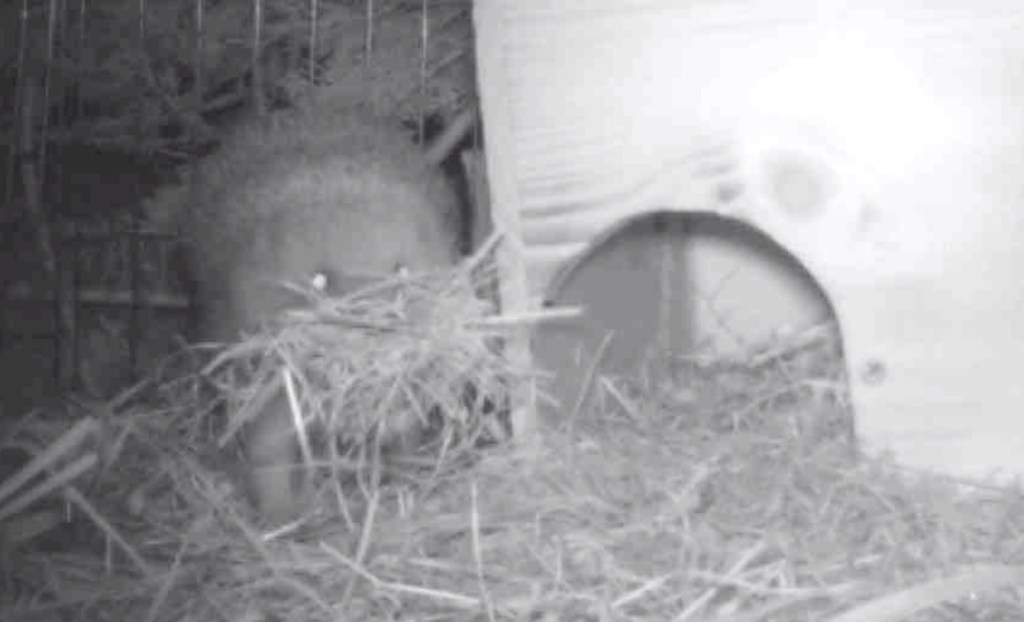 Dieses Bild hat ein leeres alt-Attribut; sein Dateiname ist 2019-04-07_zuv-wild-bill-hedgehogs-hay.jpg.