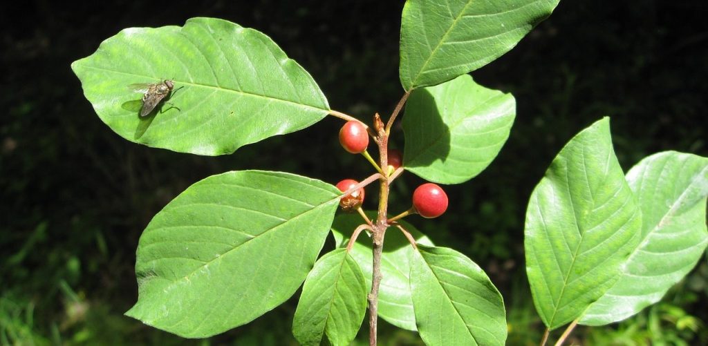 Dieses Bild hat ein leeres alt-Attribut; sein Dateiname ist faulbaum-e1587499133287-1.jpg.