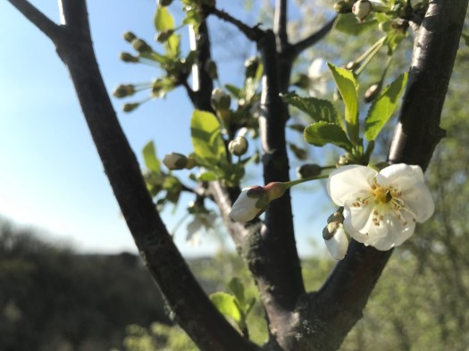 StR-A4 Schattenmorelle