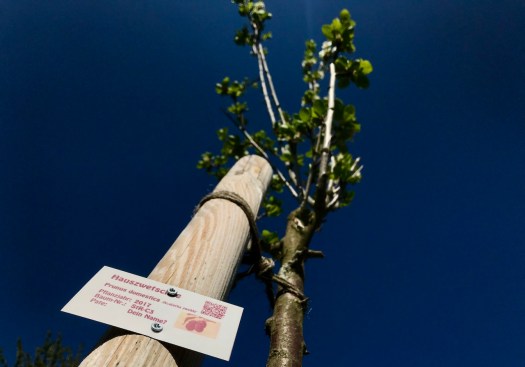 StR-C3 Hauszwetschge