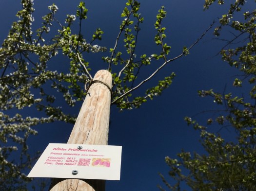 StR-C5 Bühler Frühzwetsche