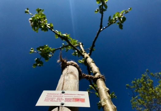 StR-D1 Geheimrat Dr. Oldenburg