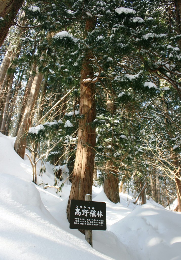 Dieses Bild hat ein leeres alt-Attribut; sein Dateiname ist sciadopitys_verticillata_in_mount_nagiso.jpg.