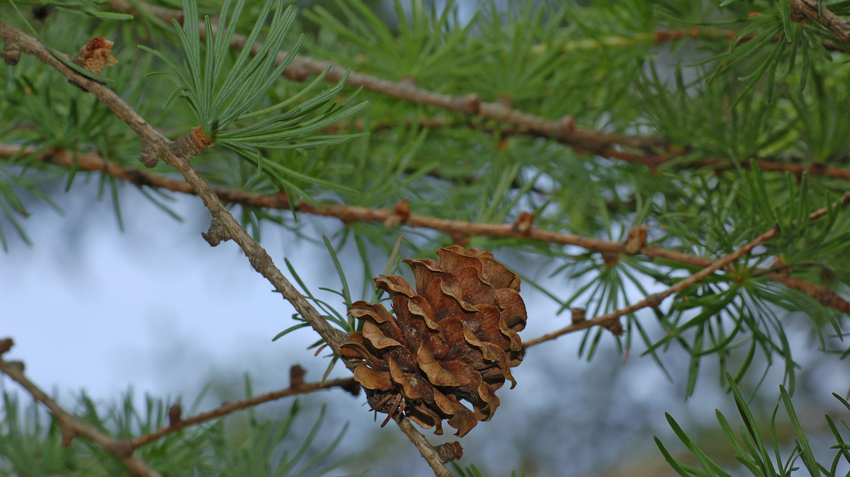 Dieses Bild hat ein leeres alt-Attribut; sein Dateiname ist japanese_larch_larix_kaempferi_cone_branch_3008px.jpg.